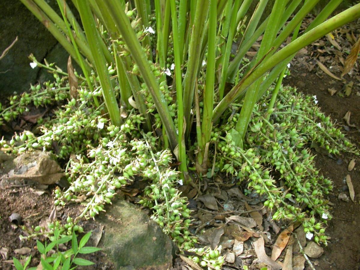 AnachalMistica Munnar公寓 外观 照片