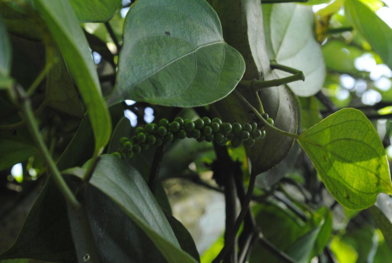 AnachalMistica Munnar公寓 外观 照片