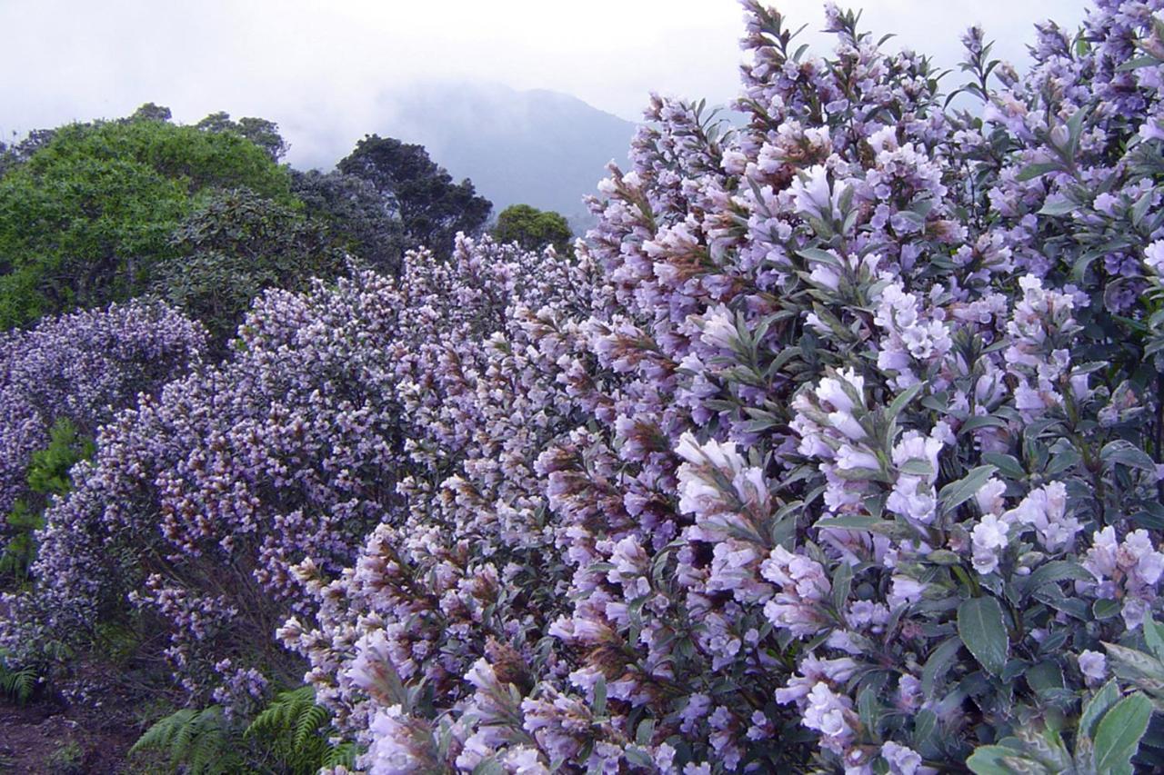 AnachalMistica Munnar公寓 外观 照片