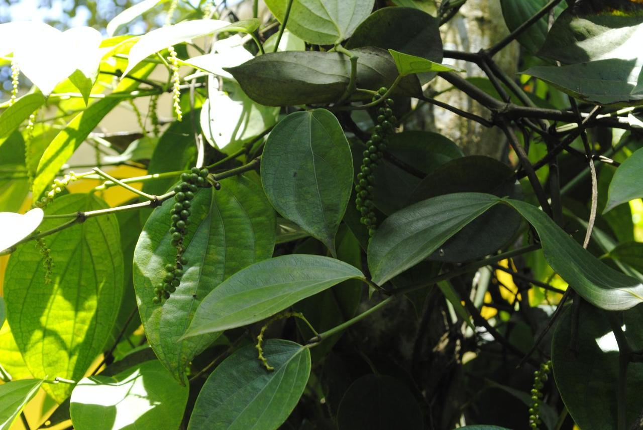 AnachalMistica Munnar公寓 外观 照片